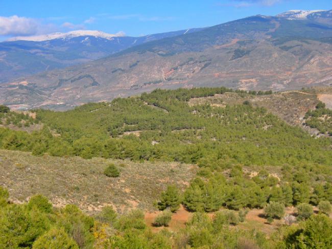 La Junta invierte más de un millón de euros en montes públicos de la Sierra de Gádor