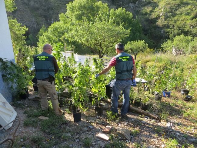 Cultiva marihuana en sus vacaciones en Lubrín para venderla en Holanda