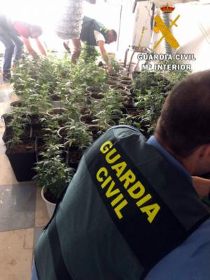 220 plantas de marihuana en una vivienda de Roquetas