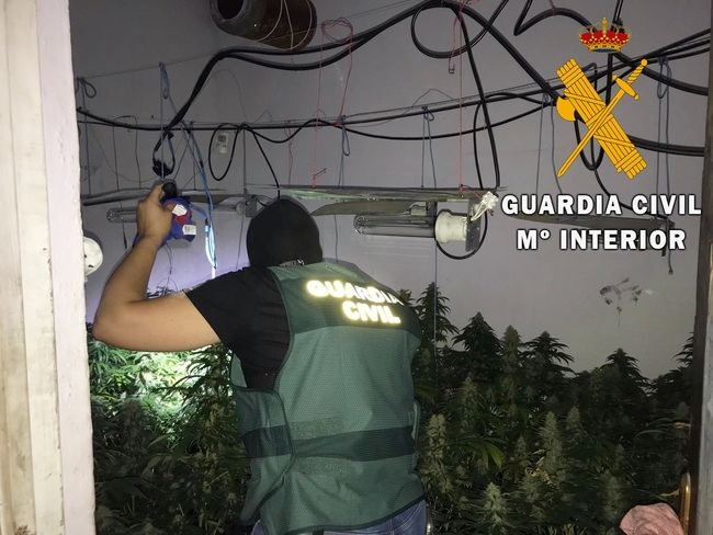 Pareja de sexagenarios regentaban una plantación de marihuana en Roquetas