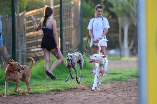 A consulta la guía para la futura Ordenanza Municipal sobre Tenencia de Animales