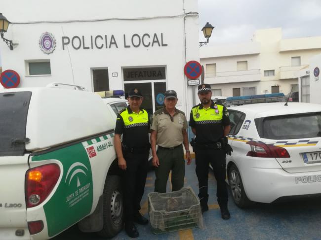 La Policía Local de Carboneras rescata un Búho Real en Los Vicentes