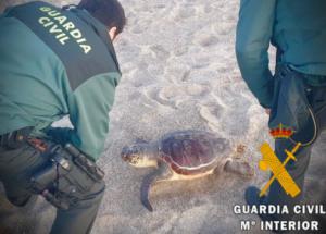 Guardia Civil recupera una tortuga en playa Serena de Roquetas de Mar.