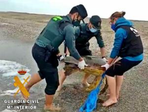 Equinac y Guardia Civil salvan a una tortuga boba enredada en una red de pesca