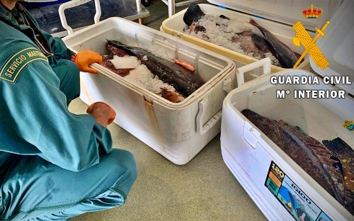 Guardia Civil interviene pulpos y arcones con pescado ilegal en dos establecimientos