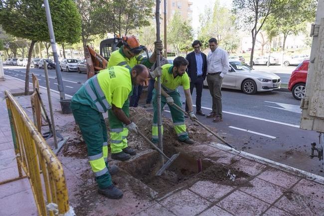 El Ayuntamiento repone más de 600 árboles y elimina 300 alcorques sin uso