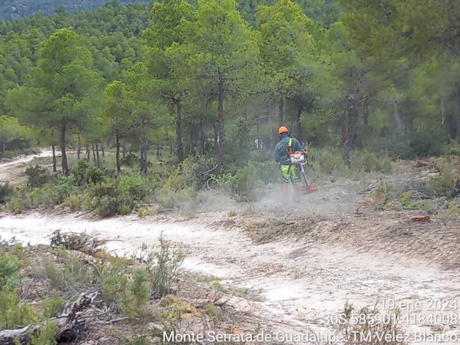 2 millones de euros invertidos en gestión forestal de Sierra María