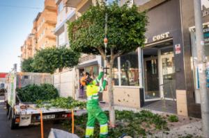 El Ayuntamiento continúa la poda en todos los barrios de Roquetas de Mar