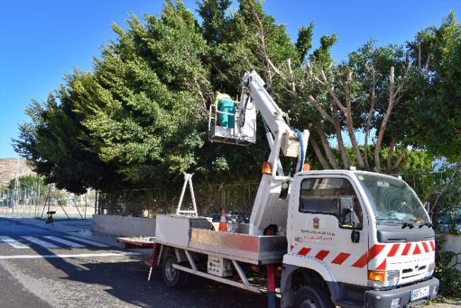 El Ayuntamiento De Vícar Poda En Los Principales Espacios Verdes