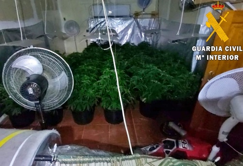 Detenido por cultivar marihuana en el sótano de su vivienda