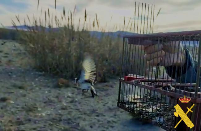 Detenido por caza ilegal de aves protegidas en Almería