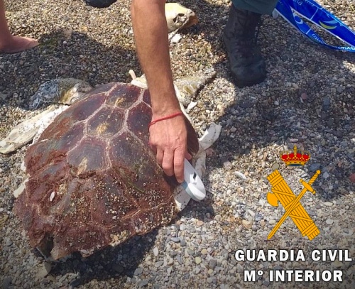 Rescatan el cadáver de una tortuga boba frente al Club de Mar de Almería