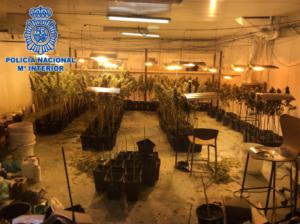 Dos detenidos por hacer de una nave industrial de Huércal una factoría de marihuana