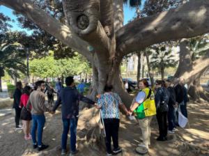 El cupón de la ONCE del 19 de abril muestra el ficus Laurel de la India de Almería