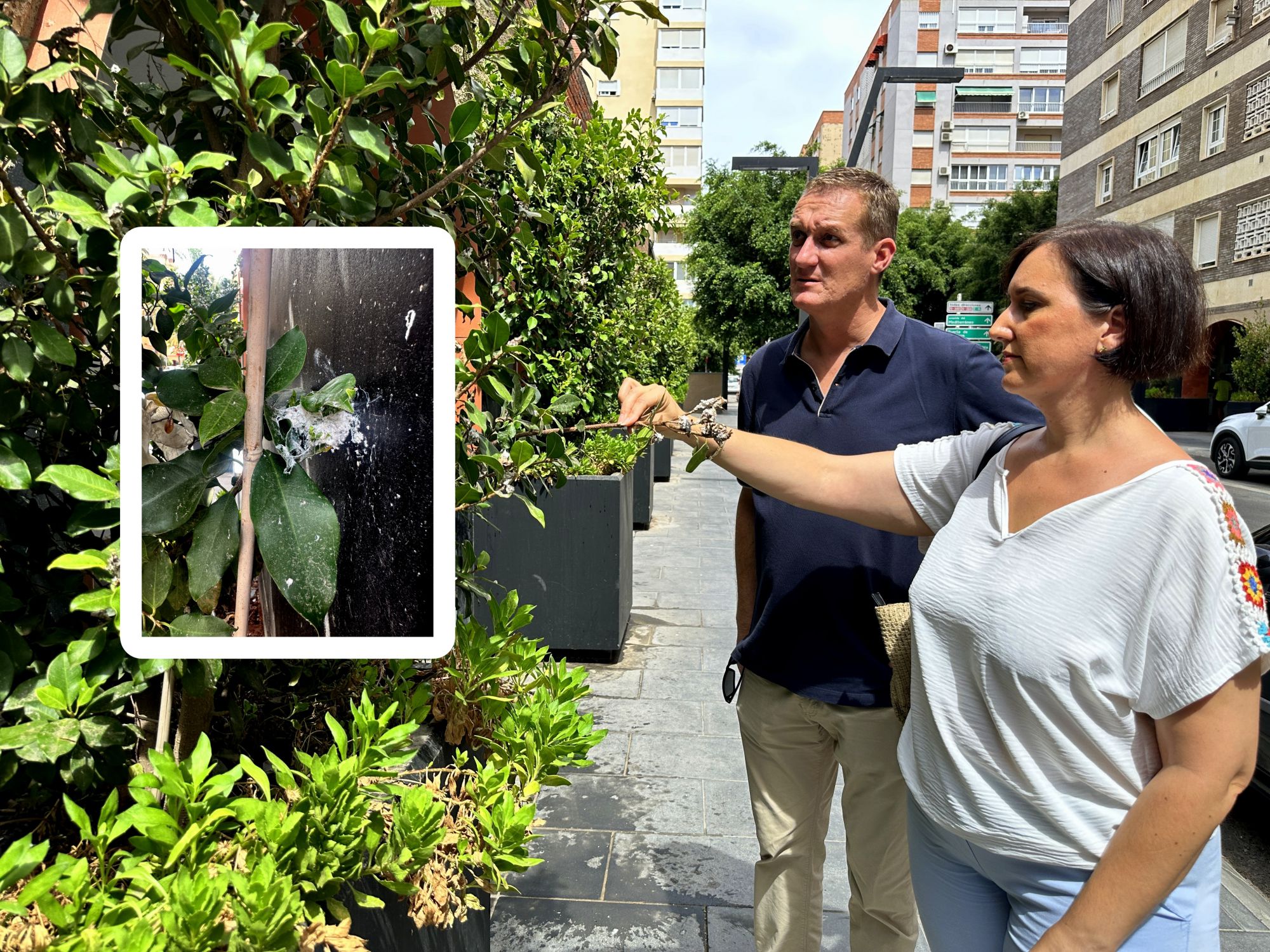 Plaga de cochinilla en las plantas de Artés de Arcos