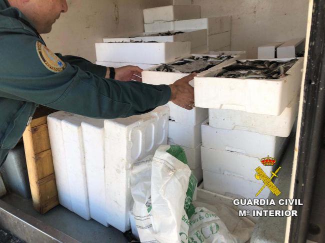 La Guardia Civil interviene más de 500 Kg. de pescado y 75 paños de redes de trasmallo en dos actuaciones