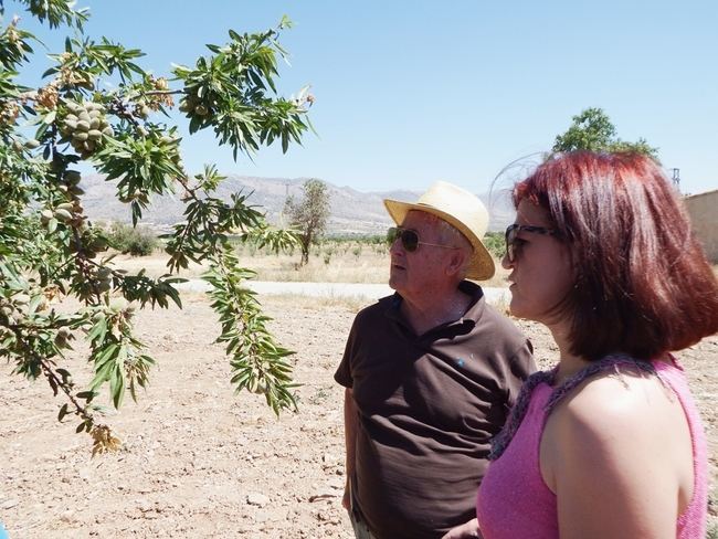 ASAJA ESPERA UNA COSECHA DE ALMENDRA DESIGUAL EN LA PROVINCIA