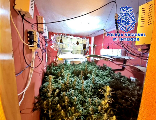 Cuatro detenidos por cultivar marihuana en una casa de Retamar