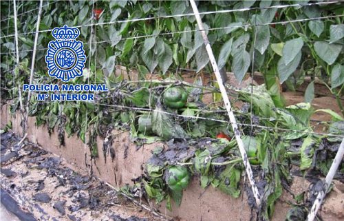 Detenido por incendiar un invernadero con personas dentro