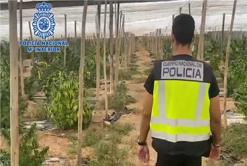 Intervenidas 5 toneladas de marihuana encubiertas bajo un cultivo de cáñamo industrial