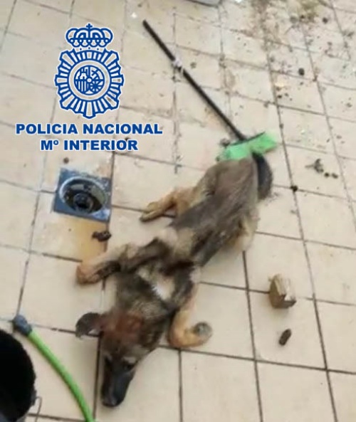 Un detenido por arrojar a un perro vivo como alimento a otros de su propiedad