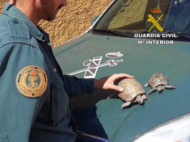 Detenida por tener dos tortugas moras en casa