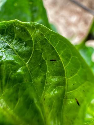 El Thrips parvispinus amenaza los cultivos de pimiento en Almería