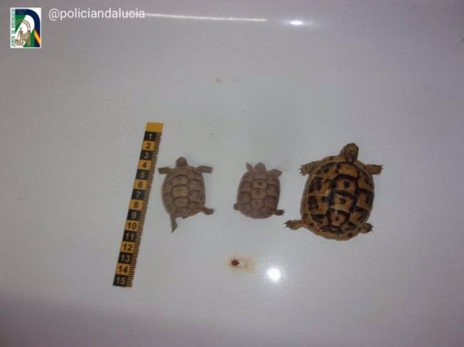 Hallan tres tortugas moras ocultas en la maleta de una persona con orden de ingreso en prisión