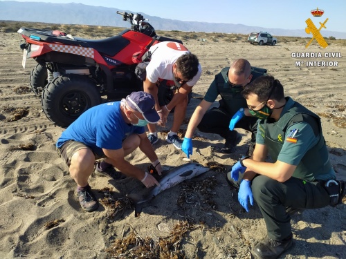 Recuperan un delfín varado en Almerimar