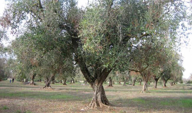 La Junta da por erradicada la ‘Xylella fastidiosa’ en Andalucía