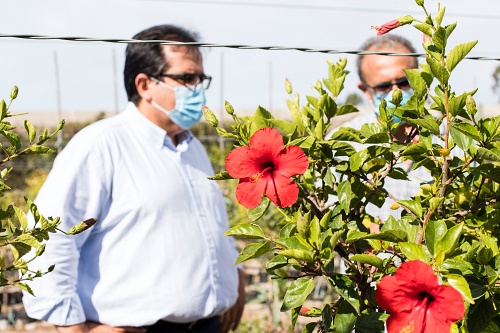 El ‘Plan Savia’ embellecerá Almería con 60.000 plantas