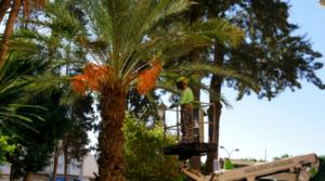 Adra invierte 190.000 euros en jardines y zonas verdes