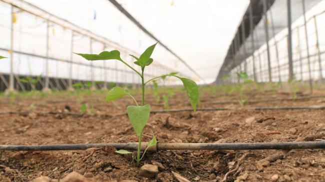 El Ayuntamiento de Dalías respalda al sector agrícola ante del Ministerio de Hacienda