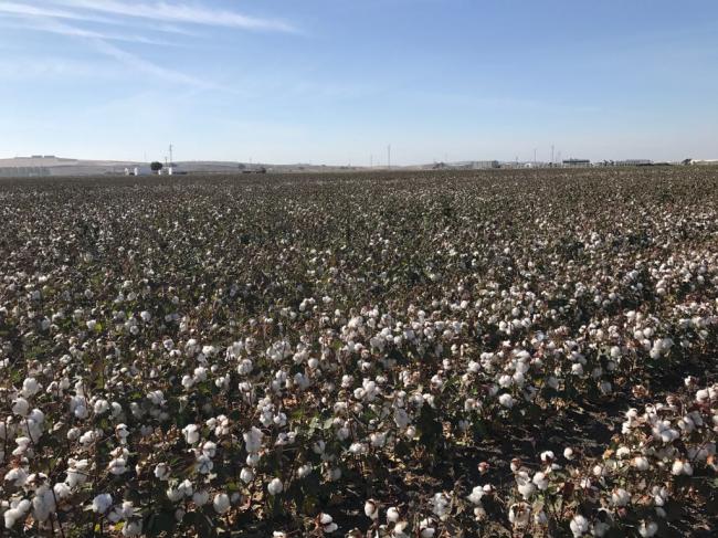 Reducción de módulos en el sorgo en Almería