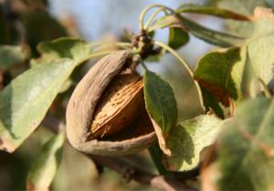 El sector de la almendra agoniza en Almería