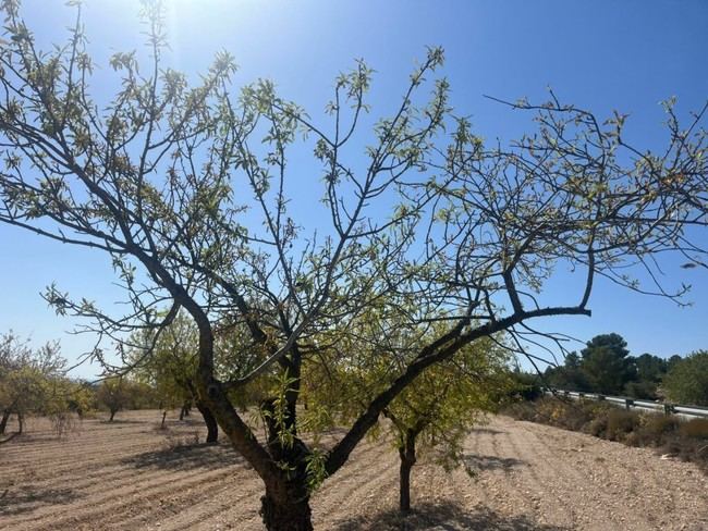 COAG logra más presupuesto para ayudas por sequía en cultivos ecológicos