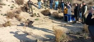 Nuevo hábitat para el lince ibérico en Sierra María