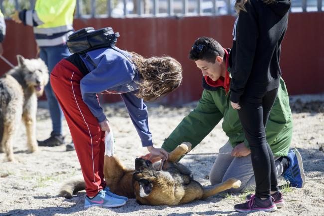 Almería será ciudad libre de circos con animales salvajes