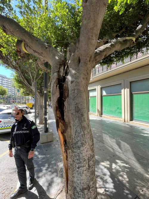 Retiran uno ficus del Paseo tras el impacto de un remolque de un camión