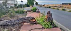 Ciarán derribó 50 árboles en la ciudad de Almería