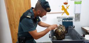 La Guardia Civil libera a un Búho Real enganchado en una alambrada de Albox