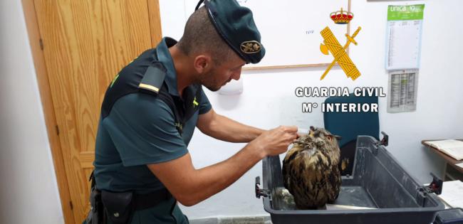 La Guardia Civil libera a un Búho Real enganchado en una alambrada de Albox