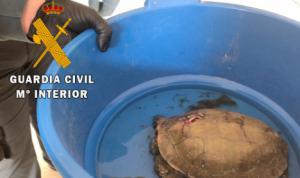 La Guardia Civil traslada un galapago “Mauremys leprosa” herido a Equinac