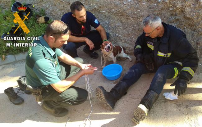 La Guardia Civil auxilia a dos perros que llevaban días abandonados en una arqueta en Alhabia