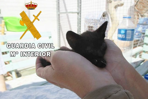 La Guardia Civil auxilia dos gatitos abandonados en Roquetas de Mar