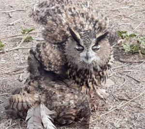 Agentes de Medio Ambiente rescatan un de búho real herido en Laujar