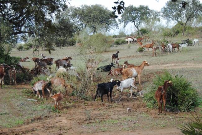 Almería queda libre de brucelosis bovina