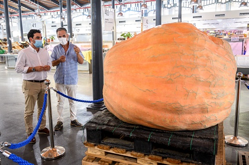 El Mercado Central exhibe una calabaza gigante de 456 kilos cultivada en Almería