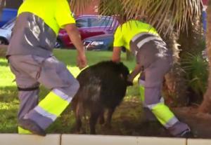 Un servicio especializado capturará los jabalís