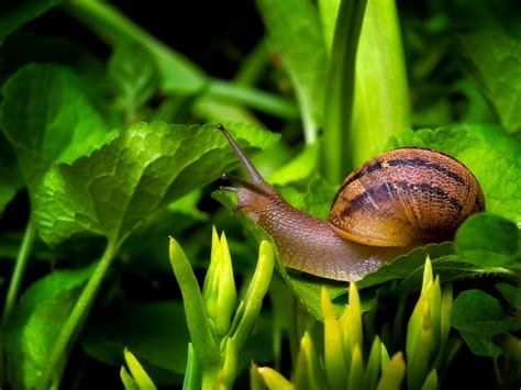 ¿Pondrías moco de caracol en una herida?